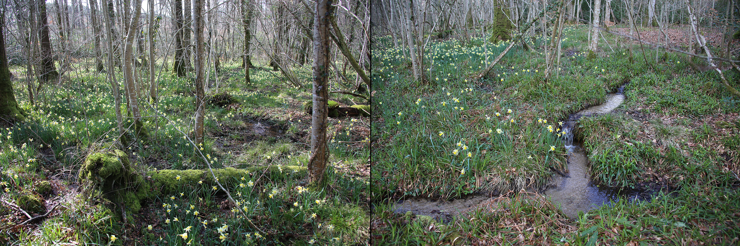 Photo d'un ruisseau proche du lac du Lampy, jonquilles sauvages en fleurs.
