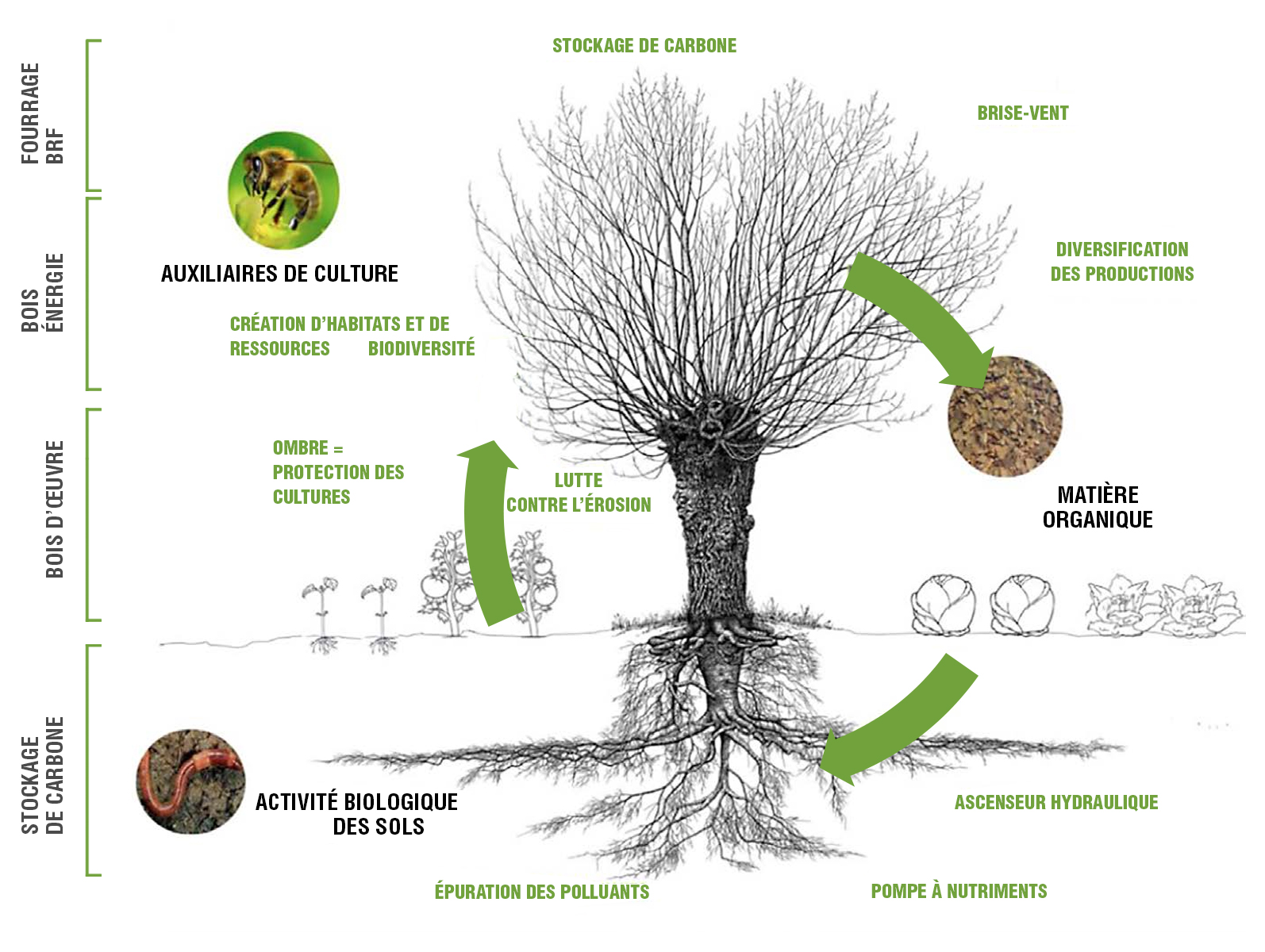 Schéma expliquant le cycle de production agricole en agro-foresterie.