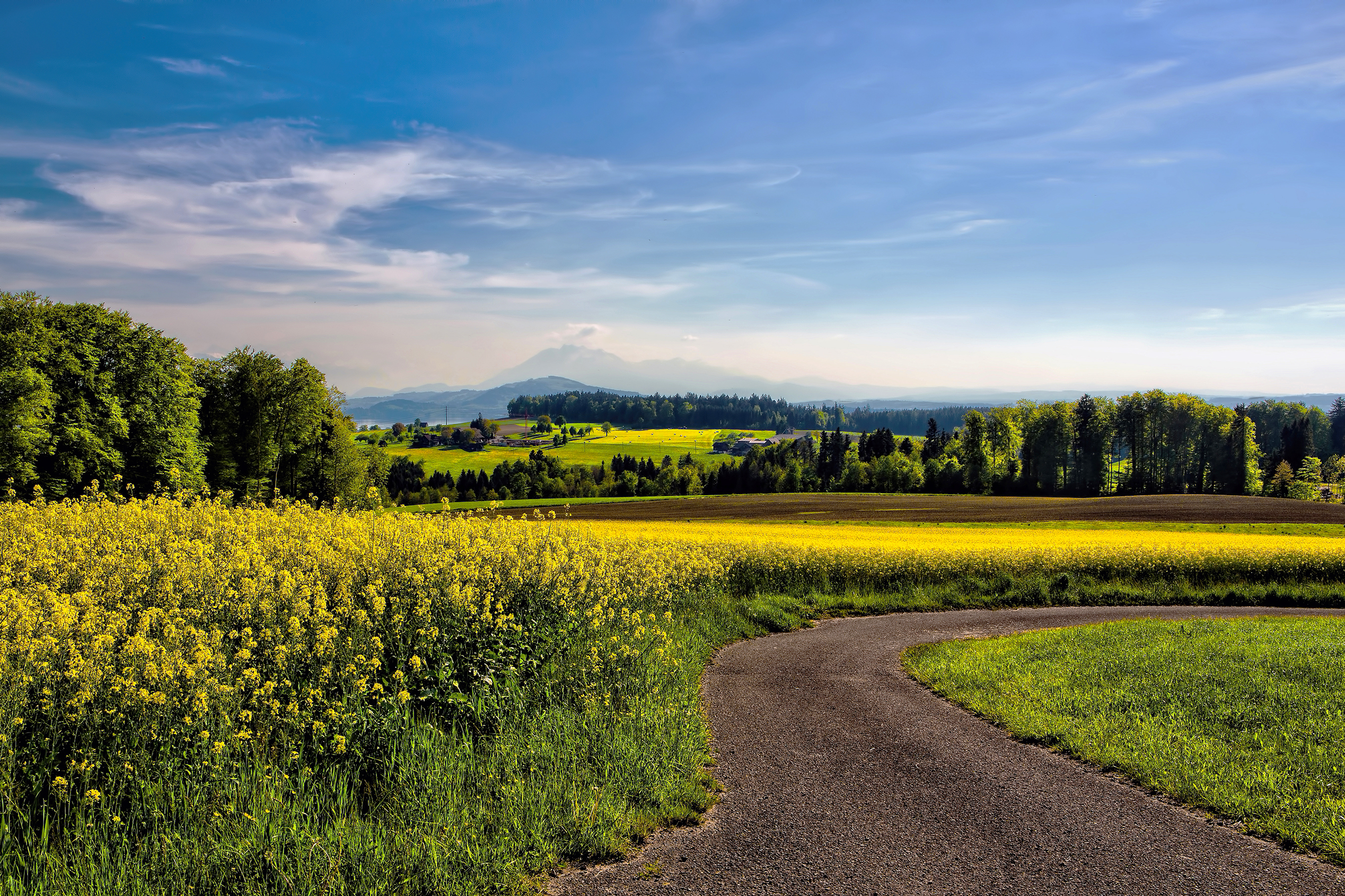 Champs de colza et route avec des arbres en fond et une montagne enneigée au loin.