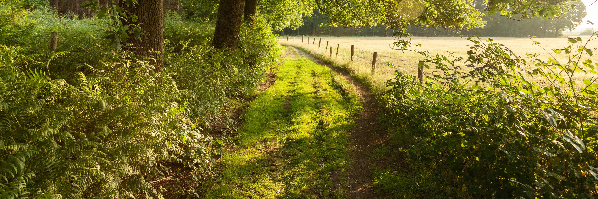 Photo d'un chemin entouré de champs bordés de haies bocagères.