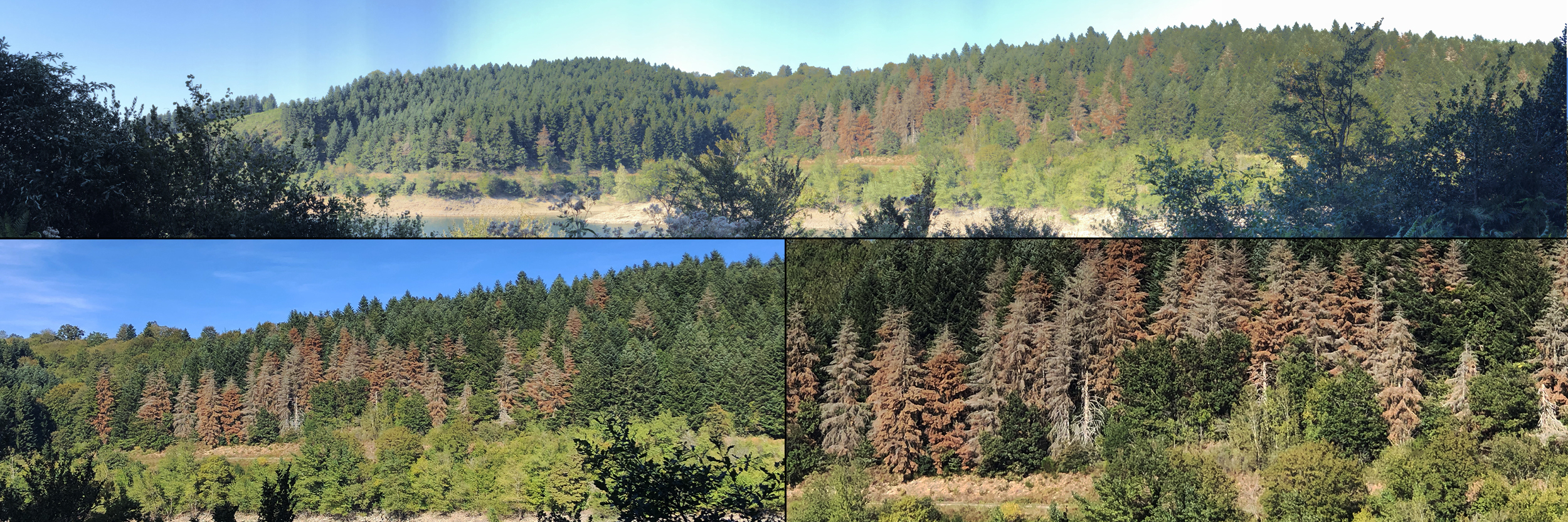 Photo du lac des Cammazes, en septembre 2023. Niveau bas, arbres en stress hydrique voire déjà morts.