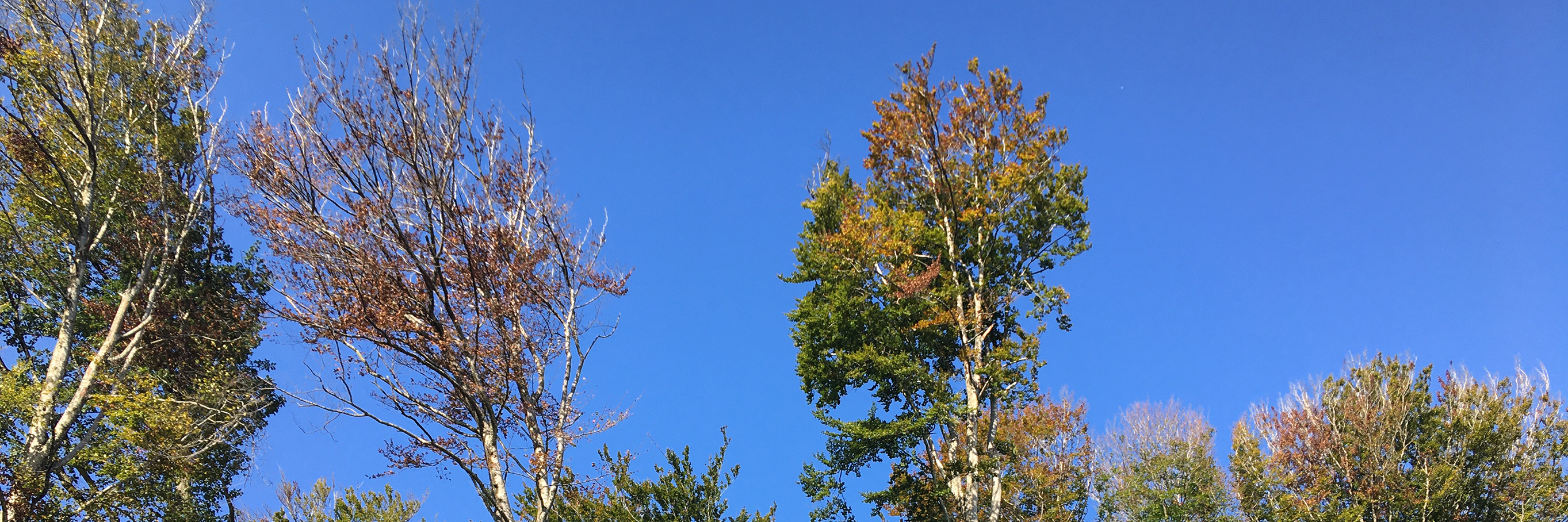 Photo du lac des Cammazes, en septembre 2023. Niveau bas, arbres en stress hydrique voire déjà morts.