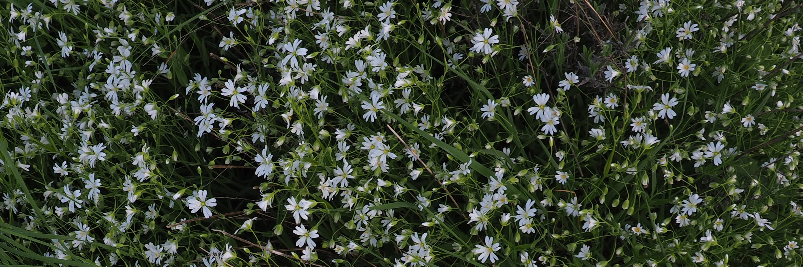 Photo du lac des Cammazes, en mars 2024. Niveau bas, arbres en stress hydrique voire déjà morts.