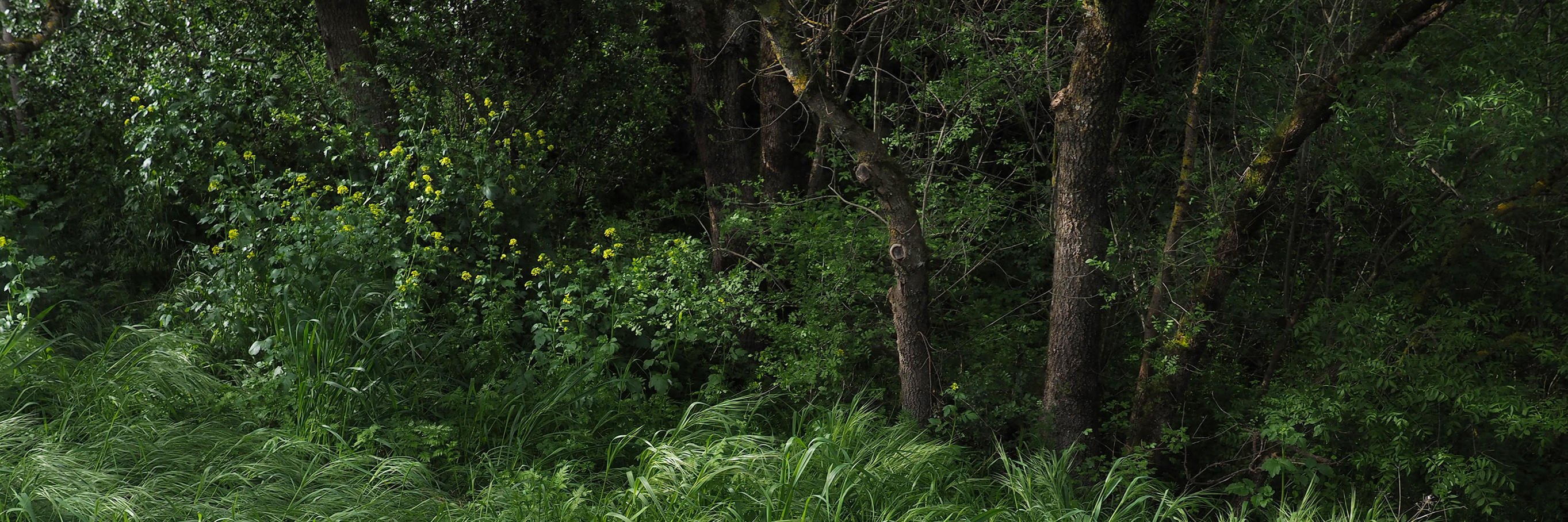 Photo du lac des Cammazes, en mars 2024. Niveau bas, arbres en stress hydrique voire déjà morts.